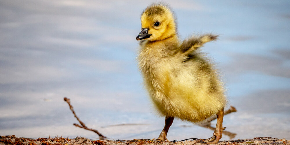 goose-24