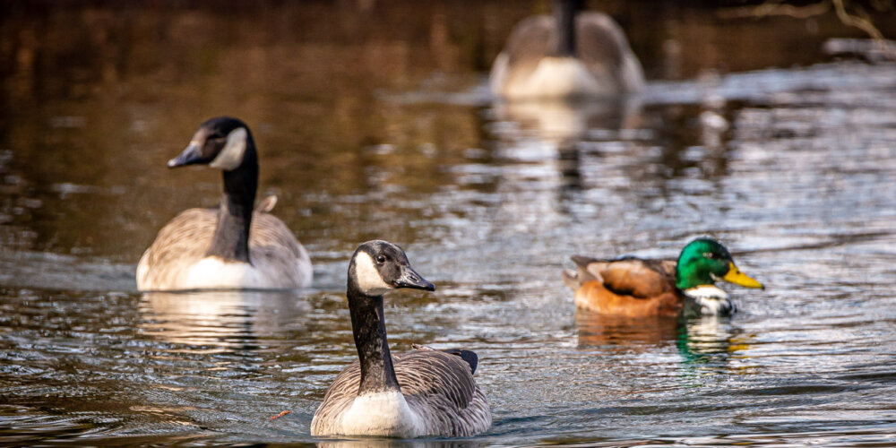 goose-25