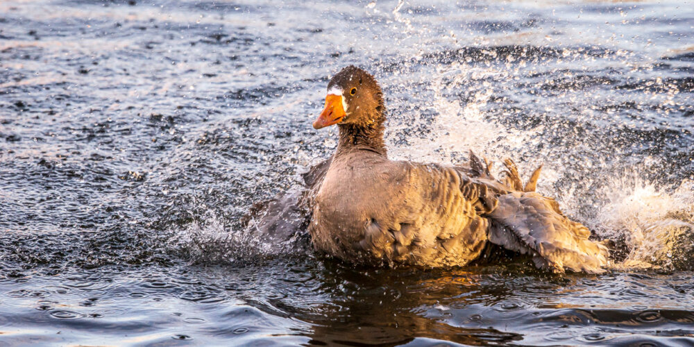 goose-28