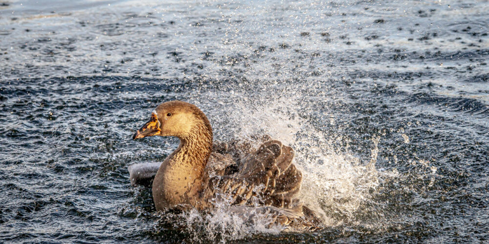 goose-30