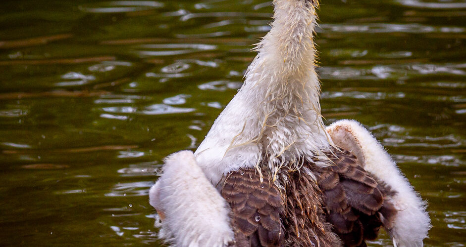 goose-32