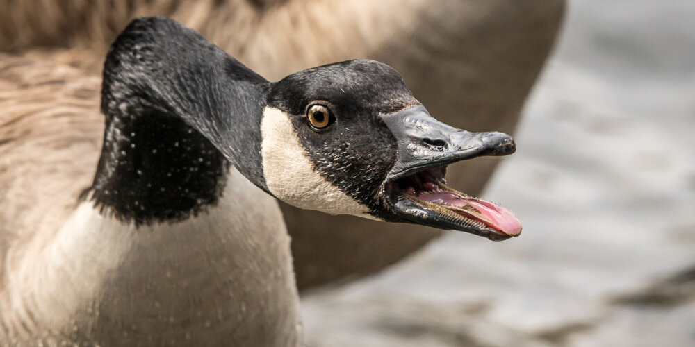 goose-33