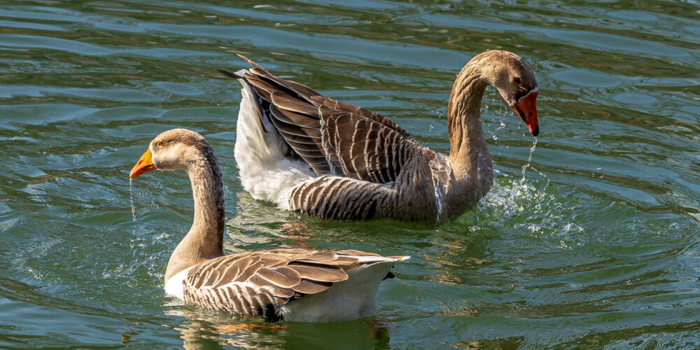 goose-34