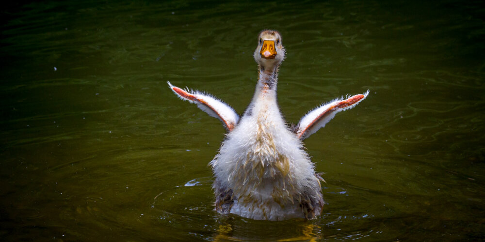 goose-38