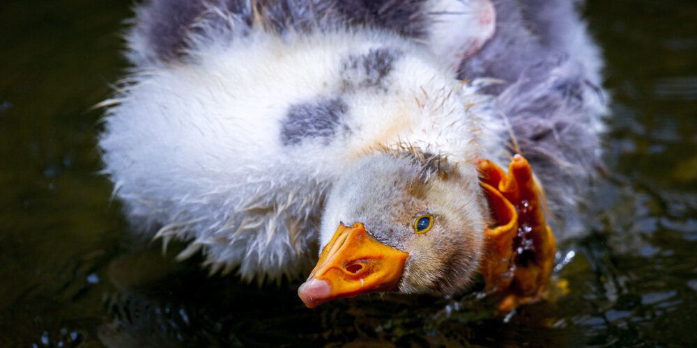 goose-39