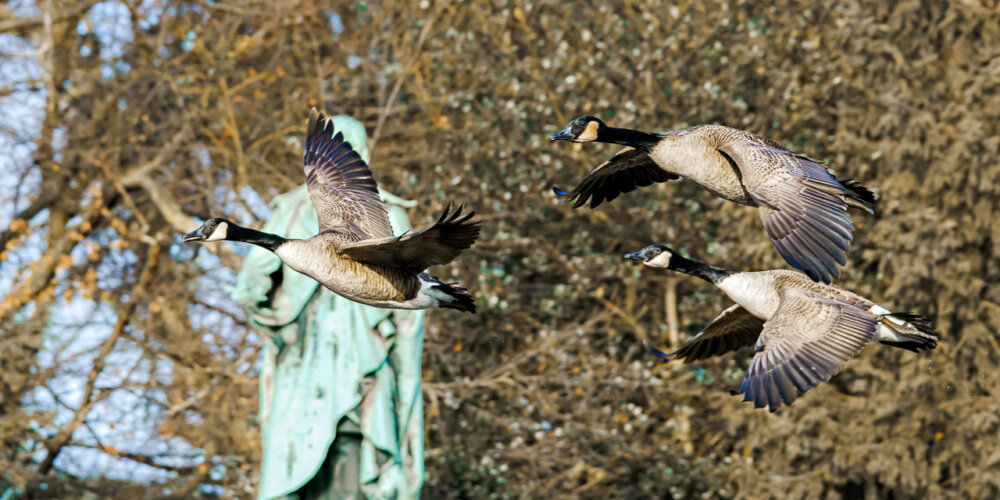 goose-46