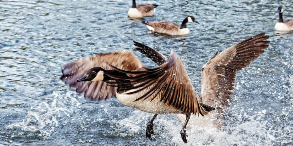 goose-47