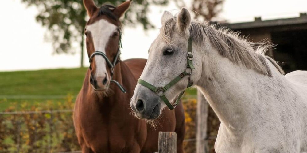 horses, Pferde