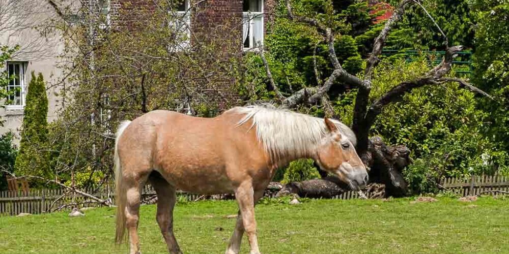 horses, Pferde
