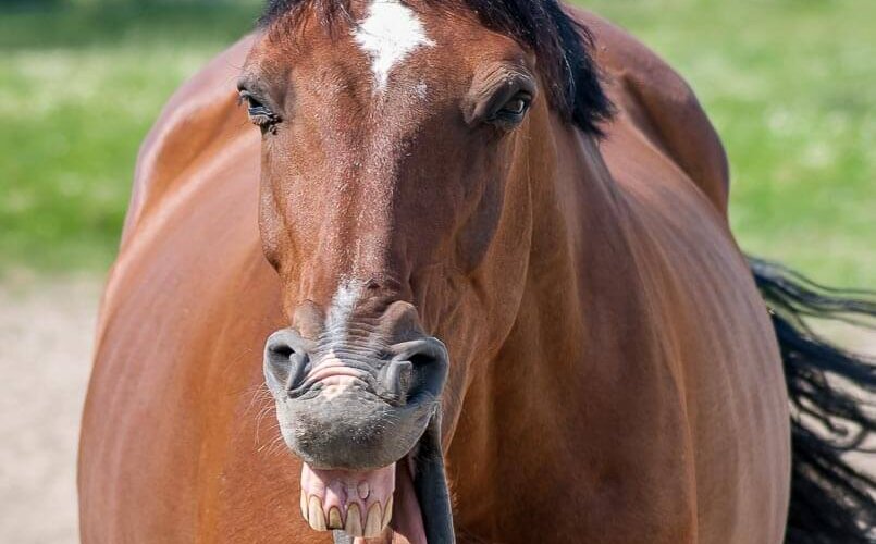 horses, Pferde