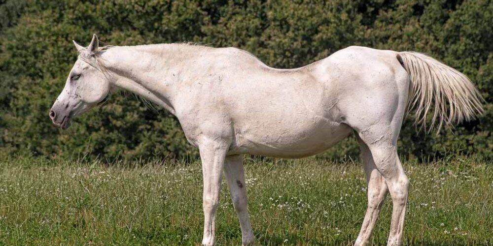 horses, Pferde