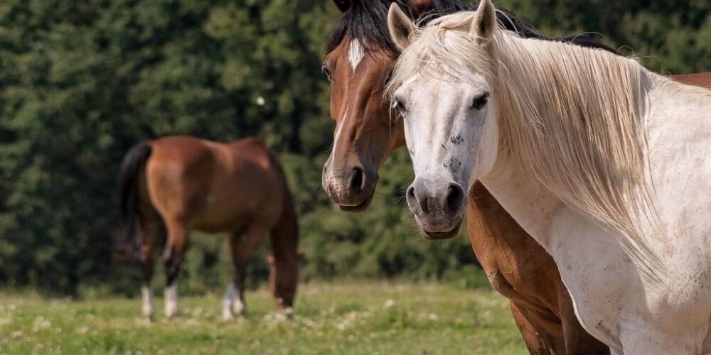 horses, Pferde
