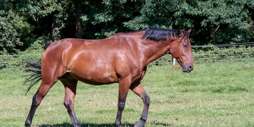 horses, Pferde