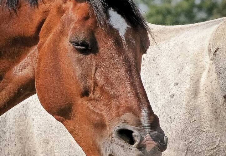 horses, Pferde