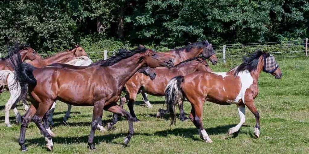 horses, Pferde