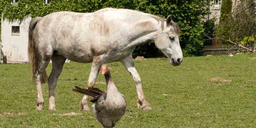 horses, Pferde