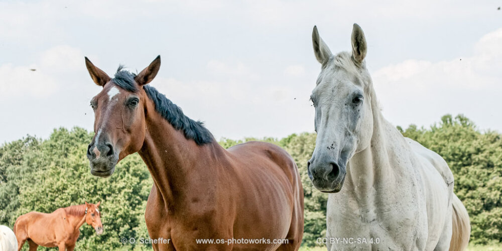 horses, Pferde
