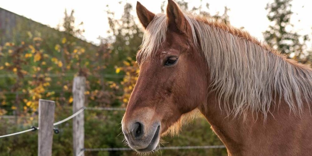 horses, Pferde