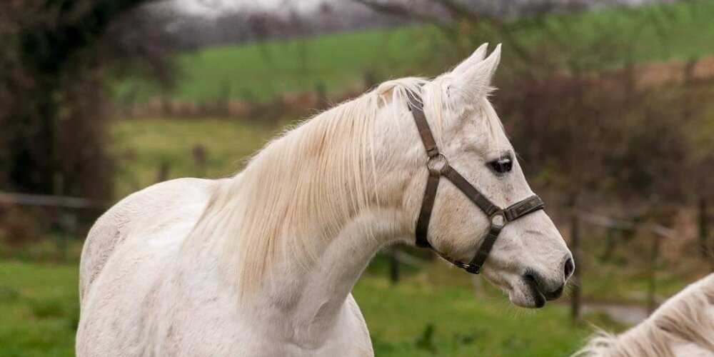 horses, Pferde