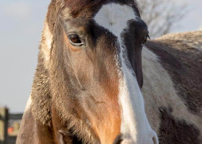 horses, Pferde