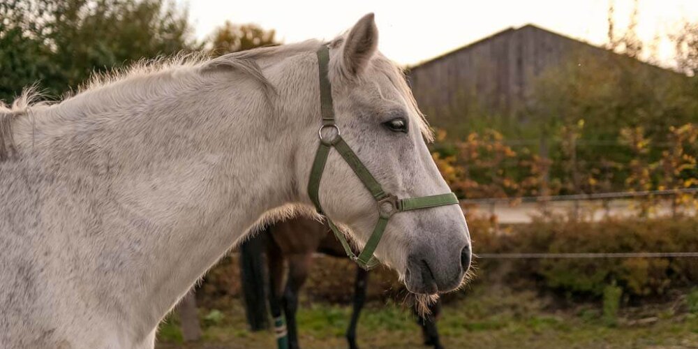 horses, Pferde