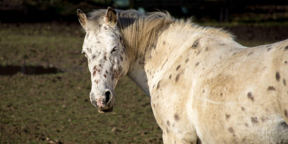 horses, Pferde