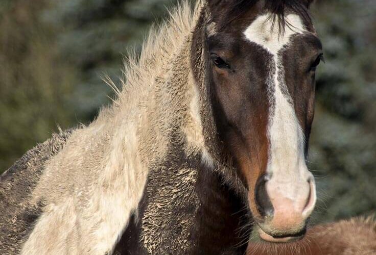 horses, Pferde