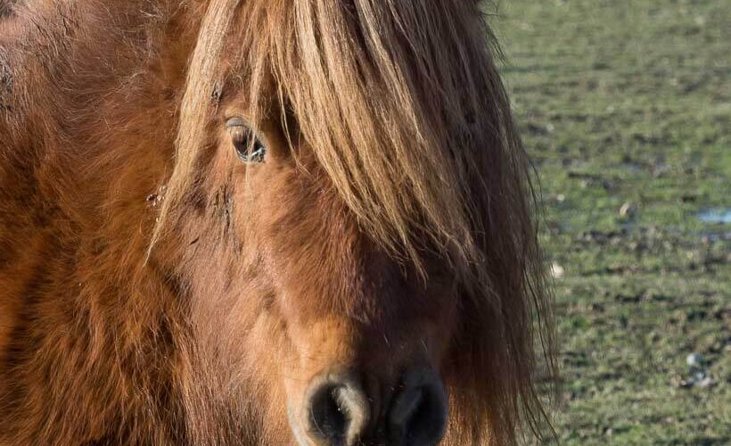 horses, Pferde