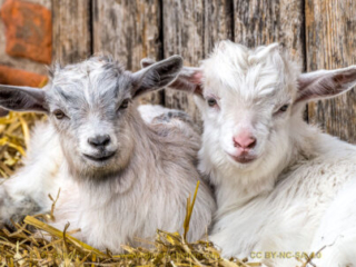 kidgoat-01