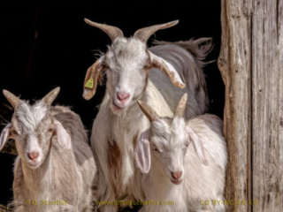 kidgoat-02