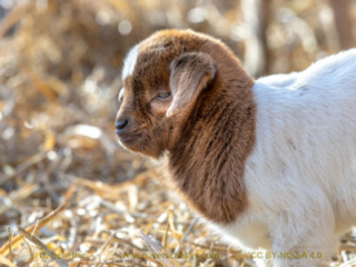 kidgoat-03