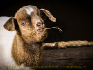 kidgoat-04