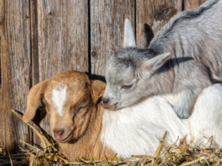 kidgoat-05