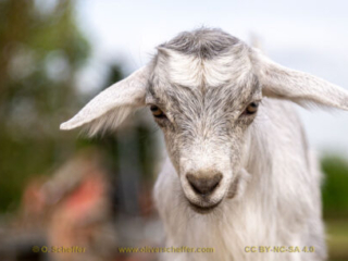 kidgoat-06