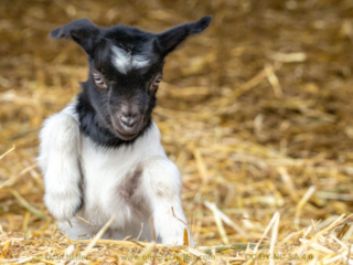 kidgoat-08