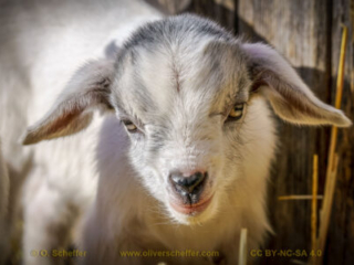 kidgoat-09