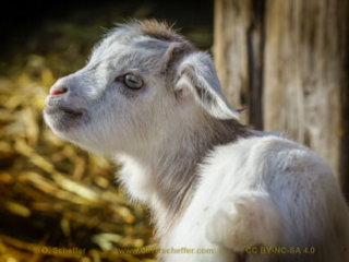 kidgoat-10