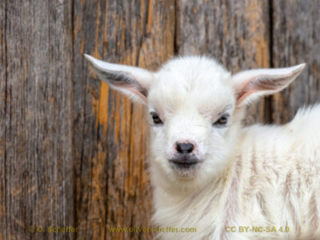 kidgoat-11