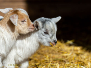kidgoat-12