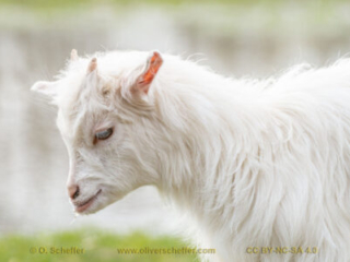 kidgoat-13