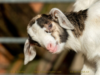 kidgoat-14