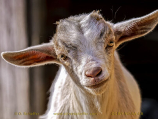 kidgoat-18