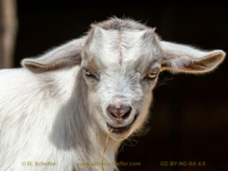 kidgoat-20
