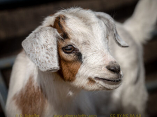 kidgoat-24