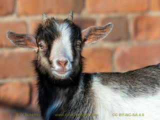 kidgoat-25