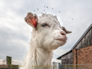 kidgoat-26