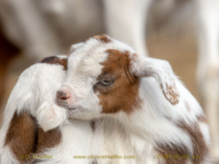 kidgoat-28