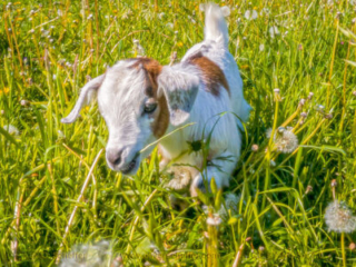 kidgoat-29
