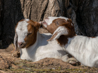 kidgoat-30