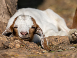 kidgoat-31